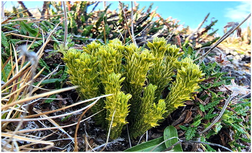 Figure 1. Reference image of Huperzia arctica. Perennial plants, 5–10 cm tall, sporangia are yellow and produced at the leaf base, and spores are yellow as well. Bulbils are located at the apices of stems. The photograph was taken by Youngsim Hwang in Ny-Ålesund, Svalbard (78°54′49.0″ N; 11°58′53.6″ E) on 17 July 2022.