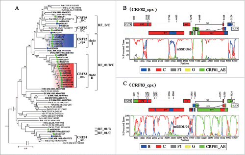 Figure 2. Two new CRFs in Northern Myanmar. (A) The ML tree of 31 HIV-1 full-length genomic sequences from Kachin and Kokang, Myanmar. The sequences from Myanmar are showed in bold. All 31 sequences obtained in this study are highlighted with blue (Kachin) and green (Shan) circles, respectively. The blue and red shadows indicate the clades of CRF82_cpx and CRF83_cpx, respectively. (B) and (C) Schematic maps and bootscan plots of CRF82_cpx and CRF83_cpx, respectively.