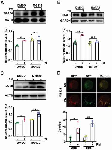 Figure 6. PM-induced autophagy prevents the proteasome-dependent degradation of TRAF6. (A) Western blot analysis of TRAF6 protein expression levels in HBE cells treated with PM (100 μg/ml) for 24 h with or without the proteasome inhibitor MG132 (10 μM) (top), and statistical analysis of the relative protein expression levels (bottom). (B) Western blot analysis of TRAF6 protein expression levels in HBE cells treated with PM (100 μg/ml) for 24 h with or without the lysosome inhibitor Baf A1 (10 nM) (top), and statistical analysis of the relative protein expression levels (bottom). (C) Western blot analysis of LC3B-I and LC3B-II levels in HBE cells treated with PM (100 μg/ml) for 24 h with or without MG132 (10 μM) (top), and statistical analysis of the relative protein expression levels (bottom). (D) Representative fluorescence images (top) and quantitative analysis of GFP+ and RFP+ puncta (bottom) in HBE cells transfected with mRFP-GFP-LC3-expressing vectors for 24 h and then treated with NS or PM (100 μg/ml) in the presence of MG132 (10 μM). Scale bar: 5 μm. The error bars indicate the mean ± SD values (n = 3). A to C *P < 0.05; **P < 0.01; ***P < 0.001; n.s., not significant (two-way ANOVA test). D *P < 0.05; **P < 0.01 (unpaired Student’s t test). The data are one representative experiment of three independent experiments. Each independent experiment had three samples (n = 3) per group, and each dot represents one sample.