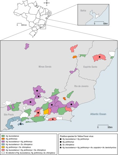 Figure 2. Haemagogus leucocelaenus, Hg. janthinomys and Sabethes chloropterus distribution along sampled municipalities. Geometric forms represented species found positive for yellow fever virus per municipality.