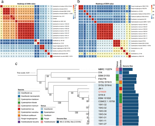 Figure 2. Average nucleotide identity (ANI), in silico DNA-DNA hybridization (DDH) and phylogenetic analysis of strain QT6929. (A) Heatmap based on ANIb values between each pair of genome sequences from strain QT6929 and strains within genus Cysteiniphilum. Eleven groups were formed based on a cut-off score of >95%; (B) Heatmap based on DDH values. Twelve groups were formed based on a cut-off score of >70%; (C) Maximum likelihood phylogenomic tree of QT6929 and family Fastidiosibacteraceae genomes. The information of genus, species and genome size was indicated using a coloured box.