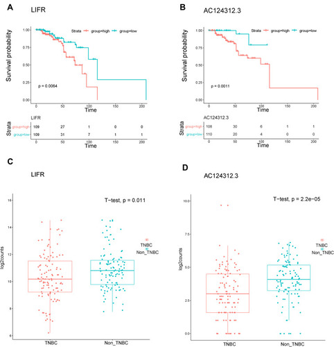 Figure 7 Kaplan-Meier survival analysis and gene expression levels of DEGs of the ceRNA network in patients with TNBC using the TCGA dataset. (A and B) Survival curves showing LIFR (mRNA) and AC124312.3 (lncRNA) were related to the overall patient survival rate, respectively. P-value set for this analysis is less than 0.05. (C and D) LIFR and AC124312.3 expression levels were higher in non-TNBC than in TNBC patients, respectively (P < 0.05).