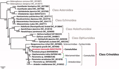 Figure 1. A phylogenetic tree constructed using the maximum likelihood (ML) method based on the nucleotide sequences of 13 protein-coding genes of nine crinoids, including A. intermedia (MW376476), other echinoderms, and two outgroup species (B. carnosus and B. clavigerus). Bootstrap support values were indicated on each node.