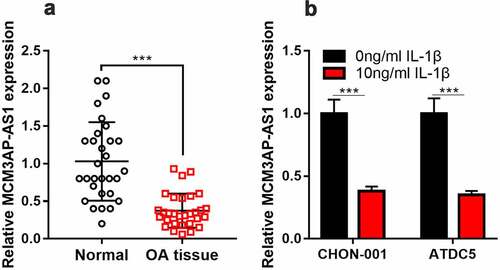 Figure 2. MCM3AP-AS1 expression in OA. (a, b) qRT-PCR showed that MCM3AP-AS1 was significantly down-regulated in the cartilage tissues of OA patients and OA models in vitro.