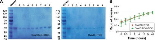 Figure 3 In vitro release of the complexes.Notes: (A) Sodium dodecyl sulfate polyacrylamide gel electrophoresis of Ova released from the complexes: lane 1, Ova; lanes 2–9, Ova release from 0 to 48 hours. (B) Analysis of Ova release in the complexes (n=3).Abbreviations: Ova, ovalbumin; CS, curdlan sulfate; O-HTCC, O-(2-hydroxyl)propyl-3-trimethyl ammonium chitosan chloride.