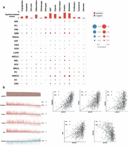 Figure 7. The functional relevance of ACTB across different cancers from cancerSEA website. (a) Average correlations between ACTB and functional states in different cancers from cancerSEA. (b) Functional relevance of ACTB in HNSCC from cancerSEA. Red plots suggested a positive correlation while blue plots suggested a negative correlation