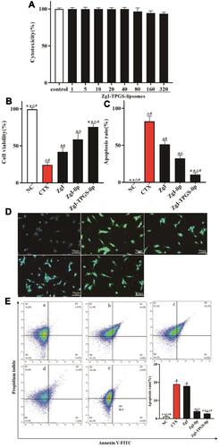 Figure 9 The in vitro study of ZgI-TPGS-liposomes protecting HSPC-1 from CTX induced injury. (A). The cytotoxicity of ZgI-TPGS-liposomes in normal HSPC-1 cells (n = 3). (B). The viability of HSPC-1 cells. (C). The apoptosis rate of HSPC-1 cells. (D). The green fluorescence of apoptosis photographed by fluorescence microscope; (E). Flow cytometric detection of HSPC-1 apoptosis: (a) Normal control group. (b)CTX group. (c) ZgI treatment group. (d) ZgI- liposomes treatment group. (e) ZgI-TPGS-liposomes treatment group.Data are presented as mean ± SD from six independent experiments (vs CXT, *P<0.05, **P<0.05; vs ZgI, ΔP < 0.05, ΔΔP < 0.01; vs ZgI-liposomes, #P < 0.05.).