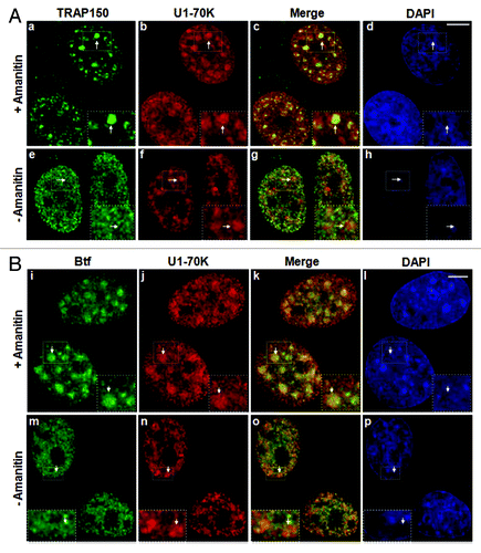 Figure 1. Localization of TRAP150 and Btf is dependent on RNA Polymerase II activity. (A) In the absence of α-amanitin, TRAP150 (e, arrow) localizes in nucleoplasmic foci, shows some overlap with splicing factor U1–70K (f) in nuclear speckles and localizes to enlarged rounded speckles (a, arrow) after α-amanitin treatment similar to U1–70K (b, arrow). (B) Btf (m, arrow) localizes in nucleoplasmic foci, shows some overlap with splicing factor U1–70K (n) and localizes to enlarged rounded nuclear speckles (i, arrow) after α-amanitin treatment similar to U1–70K (j, arrow). DNA was stained with DAPI. Boxed regions in a, e, i and m are enlarged in insets. Scale bar, 5 µm.