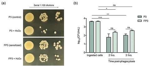 Figure 6. (a) Farnesol-sensitized cells exhibit decreased susceptibility to killing by H2O2. Killing assays demonstrated decreased susceptibility of the sensitized cells (FP3) to H2O2 compared to their control cells (P3). (b) Farnesol-sensitized cells show reduced susceptibility to phagocytic killing. In vitro macrophage phagocytosis assays demonstrated an increase in survival of sensitized cells (FP3) within phagocytic cells compared to control cells (P3). FP3 also showed reduced susceptibility to macrophage killing at 3 hrs post-phagocytosis compared to the total ingested cells (0 h). * p < 0.05; ** p < 0.01; *** p < 0.001; (ns): not significant.