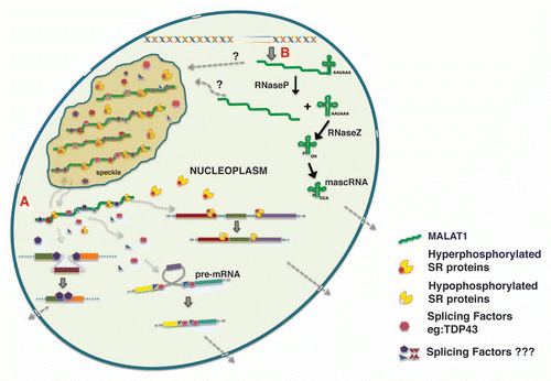 Figure 2 Model depicting the biogenesis of MALAT1 and the involvement of MALAT1 in alternative splicing regulation. (A) By associating with splicing factors in nuclear speckles and the nucleoplasm, MALAT1 regulates the nuclear distribution and recruitment of splicing factors to pre-mRNA, thereby modulating alternative splicing. the color boxes indicate exons and the lines indicate introns. (B) the nascent MALAT1 transcript is cleaved at its 3′end to generate a mature long MALAT1 nuclear RNA and a small ∼61 nucleotide tRNA-like mascRNA, which is transported into the cytoplasm.Citation147 ‘?’ indicates lack of clear evidence on whether nuclear speckles contain both the precursor and mature long MALAT1 transcripts or only the mature transcript.