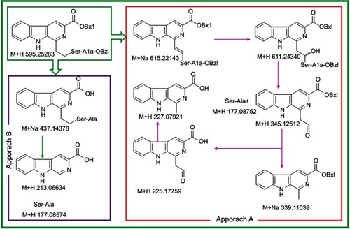 Figure 10 FT-MS(+)-MS spectra based degradation course of BCESA in tumor tissue.Abbreviation: BCESA, N-[(3-Benzyloxycarbonyl-β-carboline-1-yl)ethyl]-Ser-Ala-OBzl.