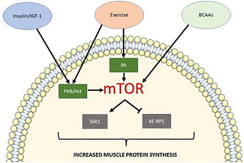 Figure 2. Simplified mTOR1 pathway for muscle protein synthesis. Anabolic stimuli including insulin/IGF-1, exercise (mechanical stimulation), and BCAAs can induce the mTOR1 pathway for protein synthesis. Insulin/IGF-1 and exercise allow the phosphorylation of PKB/Akt. PKB/Akt phosphorylation stimulates mTORC1 activity via the phosphorylation of TSC2 and PRAS40, both negative regulators of mTOR activity. Exercise also induces mTOR1 activation via the binding of phosphatidic acid (PA) to mTOR1. Sensing of BCAA presence in the muscle cell leads to mTOR1 lysosomal translocation leading to its subsequent activation. Activated mTOR1 phosphorylates translation repressor 4E-BP1. mTOR1 also phosphorylates S6K1, which stimulates a second phosphorylation event by PDPK1 activating S6K1. Active S6K1 can, in turn, stimulate the initiation of protein synthesis.