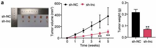 Figure 2. HOTAIR knockdown inhibited the growth of OS cells in vivo (a) Representative images of the tumors from the sh-NC (n = 5) and sh-lnc groups (n = 5) at the end of the experiment. Tumor volume of the mice over the course of the experiment. Body weight of the mice at the end of the experiment. * P < 0.05, ** P < 0.001. vs sh-NC treatment.