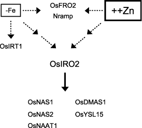 Figure 5  Model of the response to Zn excess and Fe deficiency in rice plants.