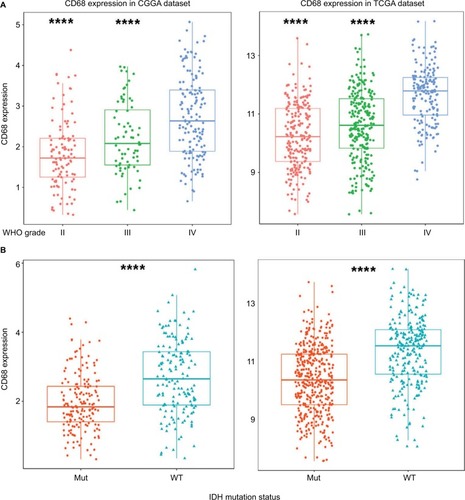 Figure 1 CD68 was highly expressed in GBM and IDH WT glioma.Notes: (A) The mRNA level of CD68 was upregulated in GBM from CGGA and TCGA datasets. (B) CD68 was significantly increased in IDH WT glioma. ****P<0.0001.Abbreviations: CGGA, Chinese Glioma Genome Atlas; GBM, glioblastoma; Mut, mutant; TCGA, The Cancer Genome Atlas; WT, wild type.