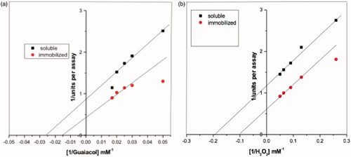 Figure 9. Lineweaver-Burk plots relating soluble HRP and immobilized HRP reaction velocity to guaiacol (a) and H2O2 (b) concentrations. Each point represents the average of two experiments.