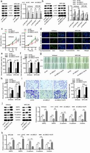 Figure 4. UBE2J1 activates the PI3K/AKT pathway to facilitate EC cell growth. (a) The expression levels of p-AKT and p-PI3K were detected by western blot analysis in sh-NC and sh-UBE2J1 groups. (b) p-AKT and p-PI3K expression was examined in sh-NC, sh-UBE2J1 and sh-UBE2J1+ Sc79 groups. (c-e) In UBE2J1-silenced EC cells, the viability and proliferation were respectively detected by MTT and EdU assays after Sc79 treatment. (f) Cell adhesion assay was utilized to detect cell adhesion activity after sh-UBE2J1 transfection and Sc79 treatment. (g-i) The migration and invasion in cells were estimated using wound healing and transwell assays with indicated transfection and treatment. (j-k) The expression of EMT-related proteins was detected using western blot analysis. **P < .01.