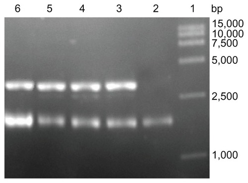 Figure 6 Topological inactivation activities. Lane 1: DNA marker; Lane 2: pUC18 DNA as a control; Lane 3 and 4: pUC18 DNA was incubated with α-MMC, PEG-α-MMC; Lane 5 and 6: pUC18 DNA was incubated with MAP30, PEG-MAP30.