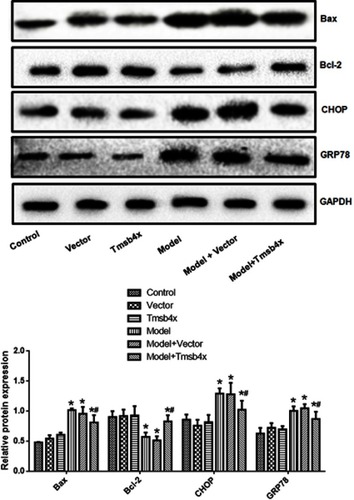 Figure 4 Tβ4 overexpression reverses OGD/R-induced changes in ER and apoptosis-related protein expression. Upper panel: representative immunoblots; lower panel: quantitative analysis. Data shown as mean ± SD. *P<0.05 vs control; #P<0.05 vs OGD/R.