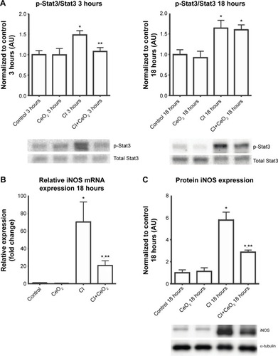 Figure 4 Cerium oxide (CeO2) nanoparticle treatment attenuates diaphragmatic inflammation after septic insult.Notes: Cecal inoculum (CI) induced increases in Stat3 phosphorylation are diminished with nanoparticle treatment (A, n=6 rats/each group). Real-time PCR showed that iNOS gene expression levels was increased with CI group and diminished with nanoparticle treatment at 18 hours (B, n=6 rats/each group). Immunoblot for iNOS/α-tubulin is shown (C). *vs Control, **vs CI: P<0.05 by one-way ANOVA.Abbreviation: PCR, polymerase chain reaction.