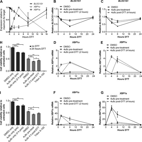 FIG 10 RIDD is dispensable for cell viability under DTT treatment in HT-1080 fibrosarcoma cells. (A) TaqMan qPCR measuring BLOC1S1, XBP1u, or XBP1s in HT-1080 cells treated with 2 mM DTT for the indicated times. The data are normalized to GAPDH and are presented relative to the maximum for each transcript. (B to G) SYBR green (BLOC1S1) or TaqMan (XBP1u and XBP1s) qPCR measurements of the indicated transcripts over a time course of DTT (2 mM) treatment in HT-1080 cells that were treated with 4μ8c (30 μM) 10 min before (pretreatment) or 2 h or 4 h after (post-DTT) addition of DTT. The data are normalized to GAPDH and are presented relative to untreated cells. (H and I) WST-1 measurement of the viability of HT-1080 cells treated with 2 mM DTT or 30 μM 4μ8c, as indicated. Triton X-100 treatment is shown as a dead-cell control. The data show means ± SEM from three (A) or four (B to I) independent experiments. *, P < 0.05; **, P < 0.01; ***, P < 0.001; unpaired t test.