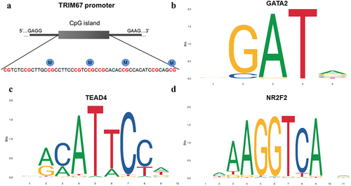 Figure 4. Graph of differentially methylated regions in TRIM67 gene assessed by pyrosequencing (a) and diagram plots of nucleotide sequence of three representative transcription factors binding sites (b, c, d). (a) CpG sites 3, 5, 7 and 9 exhibited significant hypermethylation levels (blue solid circular) in TRIM67 promoter between GDM samples and healthy controls. Most representative TF (b)GATA2, (c)TEAD4, and (d)NR2F2 in TRIM67 promoter were selected and identified by JASPAR database. The size of the capital letters at each position is proportional to the frequency of nucleotide bases.