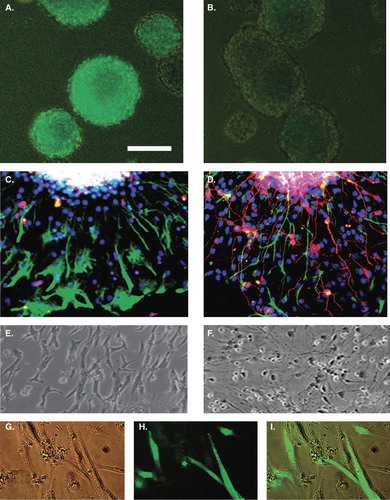 Figure 2.  Newly formed neurospheres under doxycycline (DOX) treatment (A) and without DOX (B). Neurospheres 48 hours after removal of mitogens under DOX treatment (C) or without DOX (D). Numerous GFAP+ cells (green), but almost no bTUB+ cells (red) are present in DOX-treated neurospheres (C), whereas in untreated neurospheres numerous bTUB+ (red) and some GFAP+ (green) cells are present (D). Blue = Hoechst nuclear labeling. Culture of NCSCs after 1 week in differentiation assay. E and F: phase contrast of DOX-treated (E) and untreated (F) cultures. G–I = attached EGFP+ cells with glial type morphologies. Scale bar = 100 μm (A, B); 50 μm (C–I). D with permission from Lippincott Williams & Wilkins.