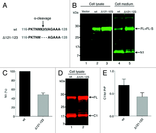 Figure 1. Deletion of the α-cleavage site of PrPC hinders the α-cleavage. (A) Schematic representation of the α-cleavage site. The deleted amino acids are underlined. Numbers indicate amino acid positions in the bovine PrP. (B) Western immunoblot detection of PrP (N-terminal antibody R505) in cell lysate and in cell medium from cells expressing PrPwt (lanes 2 and 4, respectively), PrPΔ121–123 (lanes 3 and 5, respectively) and vector only (lane 1). The samples were treated with PNGase F to remove N-linked oligosaccharides. IRDye800 goat anti-rabbit (green) was used as secondary antibody. The positions of full length (FL), GPI-anchorless FL (FL-S) and N1 fragments are indicated. Approximate molecular masses are indicated on the left-hand side (kDa). (C) Inhibition of the α-cleavage was quantified by measuring the amount of accumulated N1 in the cell medium conditioned for 6 h from equivalent number of cells transiently expressing PrPwt (black column) and PrPΔ121-123 (gray column). The amount of N1-fragment from PrPwt expressing cells was set to 100%. Bars represent standard deviation based on two experiments. (D) Western immunoblot detection of PrP (C-terminal antibody L42) in cell lysate from cells expressing PrPwt (lane 1) and PrPΔ121-123 (lane 2). The samples were treated with PNGase F to remove N-linked oligosaccharides. Alexa Fluor 680 goat anti-mouse (red) was used as secondary antibody. The positions of full length (FL) and the C1 fragment are indicated. Approximate molecular masses are indicated on the left-hand side (kDa). (E) Inhibition of the α-cleavage of PrP as detected by mAb L42. The ratio of C1 to total PrP was determined for PrPwt (black column) and PrP∆121-123 (gray column). Bars represent the mean ± standard deviation based on six experiments.