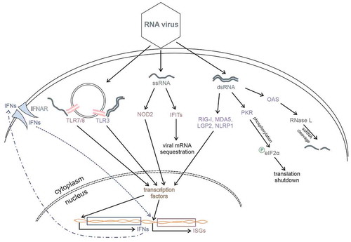 Figure 1. Cell signalling pathways that respond to viral RNA. During viral infection vRNA, single- or double-stranded, is introduced into the cell. This RNA is recognized by cellular sensors, RIG-I, MDA5, LGP2, PKR, OAS, TLR3/7/8, NLRP1, NOD2, and IFITs. Upon vRNA sensing, type I interferon response, as well as the production of antiviral IFN-stimulated genes (ISGs), is activated. Moreover, some vRNA sensors exert their function directly on viral RNA either by sequestrating viral transcripts from the pool of translationally active mRNAs (IFIT proteins) or by stimulating RNase L to degrade RNAs (OAS). Activation of PKR leads to phosphorylation of eukaryotic initiation factor eIF2α what subsequently results in global translation shutdown