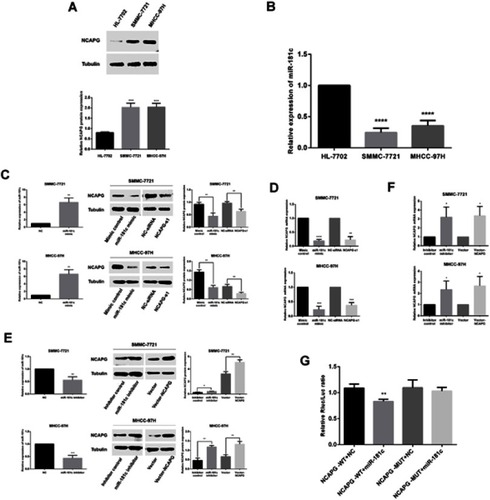 Figure 5 miR-181c regulates NCAPG in HCC cells. (A) Western blotting analysis of NCAPG expression in the normal human hepatocyte cell line HL‑7702, and two HCC cell lines MHCC-97h and SMMC-7721. (B) miR‑181c levels in the HL‑7702, MHCC-97h, and SMMC-7721 cell lines. (C) NCAPG protein expression in HCC cells detected by western blotting after transfection with miR-181c mimics and NCAPG siRNA. (D) mRNA expression in HCC cells detected by qRT-PCR after transfection with miR-181c mimics and NCAPG siRNA. (E) NCAPG protein expression in HCC cells was detected via western blotting after transfection with miR-181c inhibitors and vector-NCAPG. (F) HCC cell mRNA expression was detected via qRT-PCR after transfection with miR-181c inhibitors and vector-NCAPG. (G) Dual‑Luciferase reporter gene assay revealed that miR‑181c mimics could reduce the luciferase activities of NCAPG‑WT reporter vector rather than NCAPG‑MUT, indicating that NCAPG was the targeting gene of miR‑181c. *p<0.05, **p<0.01, ***p<0.001, ****p<0.0001.Abbreviation: HCC, hepatocellular carcinoma.