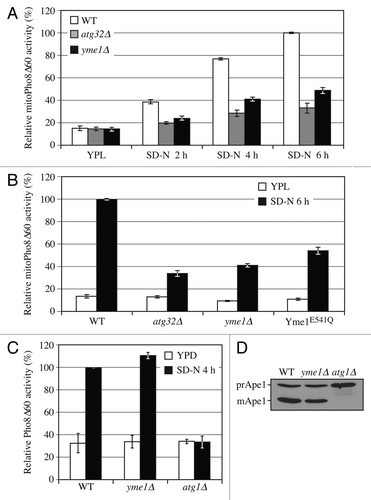 Figure 4. Yme1 is specifically required for mitophagy. (A) Wild-type (WT; KWY20), yme1∆ (KWY136), and atg32∆ (KWY22) strains expressing mitoPho8∆60 were grown in YPL and shifted to SD-N for the indicated times. Samples were collected and protein extracts were assayed for mitoPho8∆60 activity. The results represent the mean and standard deviation (SD) of three independent experiments. (B) Wild-type (KWY20), yme1∆ (KWY136), atg32∆ (KWY22), and Yme1E541Q-GFP (KWY138) strains expressing mitoPho8∆60 were grown in YPL and shifted to SD-N for 6 h. Samples were collected and protein extracts were assayed for mitoPho8∆60 activity. The results represent the mean and standard deviation (SD) of three independent experiments. (C) Wild-type (WLY176), yme1∆ (KWY143), and atg1∆ (WLY192) strains expressing Pho8∆60 were cultured in YPD to mid-log phase and shifted to SD-N for 4 h. Samples were collected and protein extracts were assayed for Pho8∆60 activity. The results represent the mean and standard deviation (SD) of three independent experiments. (D) Wild-type (WLY176), yme1∆ (KWY143), and atg1∆ (WLY192) strains were cultured in YPD medium and analyzed for prApe1 maturation by immunoblotting to monitor the Cvt pathway during vegetative growth. The positions of precursor and mature Ape1 are indicated.