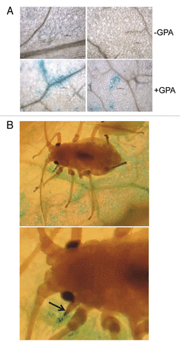 Figure 2.PAD4p:GUS expression in un-infested and GPA-infested leaves. (A) Histochemical staining for GUS activity in un-infested (-GPA) (two upper panels) and GPA-infested (+GPA) (two lower panels) leaves, 48 h post release of insects. Left lower panel shows GUS activity around vasculature, and right lower panel shows GUS activity in cells distinct from vascular tissues. (B) Histochemical staining for GUS activity around vascular tissue near an insect (upper panel). Lower panel shows a close up view of GUS activity at site of penetration of plant tissue by the insect stylet. The aphid rostrum, the appendage to which the stylet is attached, is indicated by a black arrow.
