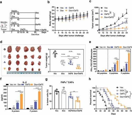 Figure 4. Anti-tumor effects of fusion vaccine combined with doxorubicin treatment. (a) Schematic of the therapeutic regimen. All treatments began 7 days after mice (n = 10) were inoculated with 4T1 tumor cells. Mice (n = 5) were euthanized on the 25th day. (b, c) Body weights (b) and tumor volumes (c) were recorded for 24 days. (d) Schematic diagrams of tumor nodes (left) and tumor weight analysis (right) (n = 5). Tumor weights denoted as the means ± SD were as follows: Vector (Vec) group = 2.402 ± 0.3043; Dox group = 1.168 ± 0.2112; OsFS group = 1.17 ± 0.1966; Dox+OsFS group = .522 ± 0.142. (e) ELISpot assays were conducted on day 25 using splenocytes from vaccinated mice stimulated with FAPα peptides, survivin peptides, and unrelated human MUC1 peptides. (f) Secretion of IL-2 from splenocytes stimulated with FAPα or survivin protein was detected by ELISA. (g) Frequencies of FAPα+ CAFs in tumor cells of vaccinated tumor-bearing mice was detected by flow cytometry. (h) Survival curve showing results of mice treated with OsFS+Dox compared with mice treated with each agent alone (n = 12). Mean survival times were as follows: Vec group = 37.7 days; Dox group = 43.6 days; OsFS group = 45.1 days; Dox+OsFS group = 55.1 days. (*P < .05, **P < .01, ***P < .001, ****P < .0001)