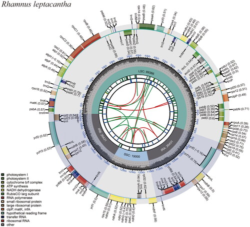 Figure 2. The genome map of R. leptacantha. Circular representation of the R. leptacantha chloroplast genome, showing the clockwise (genes inside the circle) and counterclockwise (outside) transcribed genes. Colors identify genes from the same functional category, following the figure legends. In the inner circle, the dark and light grey bars indicate the guanine + cytosine and adenine + thymine content, respectively. IRa and IRb: inverted repeat regions; LSC: large single copy region; SSC: small single copy.
