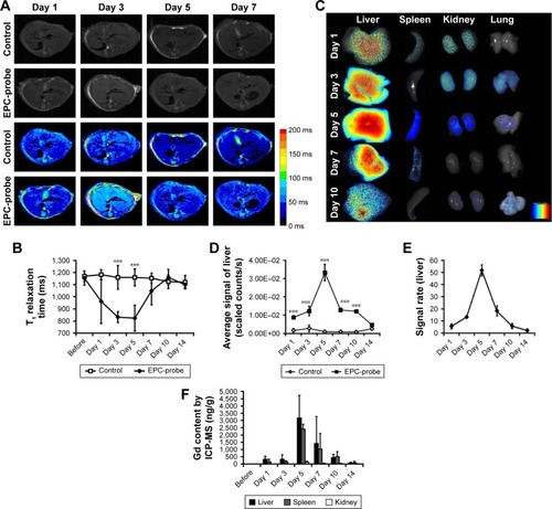 Figure 5 (A) Representative T1-weighted images (and corresponding color scale) and (B) T1 relaxation times in the liver, recorded in vivo at different times in the probe-labeled EPC group or the control saline group. (C) In vitro optical imaging of the liver, spleen, kidneys and lungs at different time points after the transplantation of probe-labeled EPCs showed an increase in the signal in the liver, spleen, kidneys and lungs. (D) The average signals in the liver and (E) the signal ratio were calculated from ROI analyses. (F) Gd concentrations measured via ICP-MS in the liver, spleen, kidneys and lungs. ***P<0.001.Abbreviations: EPC, endothelial progenitor cell; ROI, region of interest; ICP-MS, inductively coupled plasma mass spectrometry.