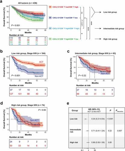 Figure 4. Stratification of patients based on CXCL13+CD8+T cells and CD8+T cells infiltration predicts prognosis and chemotherapeutic responsiveness in gastric cancer. (a) CD8+ T cells could only stratify patient survival outcome in CXCL13+CD8+ T high subgroup, while CXCL13+CD8+ T low subgroup experienced better OS than CXCL13+CD8+ T high/CD8+ T high subgroup or CXCL13+CD8+ T high/CD8+ T low subgroup. The patients were further trichotomized into three risk subgroups, defined as low risk group (CXCL13+CD8+ T low), intermediate risk group (CXCL13+CD8+ T high/CD8+ T high), and high risk group (CXCL13+CD8+ T high/CD8+ T low). (b-e) Low risk group showed superior responsiveness to fluorouracil-based ACT (P = .007 for interaction). HR refers to hazard ratio, CI refers to confidence interval, ACT refers to adjuvant chemotherapy