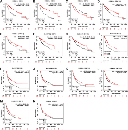 Figure 3 Survival curves of SLC10 family genes in liver cancer based on TCGA-LIHC dataset. Expressions of SLC10 family genes ((A) SLC10A1, (B) SLC10A2, (C) SLC10A3, (D) SLC10A4, (E) SLC10A5, (F) SLC10A6, (G) SLC10A7) were significantly associated with the overall survival among liver cancer people. Over-expressions of SLC10A1 (H), SLC10A2 (I) and SLC10A6 (J) were remarkably linked to the disease-free survival among liver cancer people, while expressions of SLC10A3 (K), SLC10A4 (L), SLC10A5 (M) and SLC10A7 (N) have no significant relationship with disease-free survival among liver cancer people.