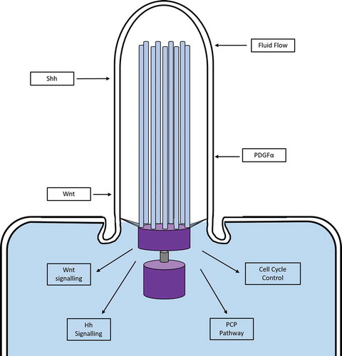 Figure 1. Signalling pathways in the primary cilium. Schematic diagram demonstrating some of the signalling pathways transduced by the primary cilium. Mechanical and chemical extracellular signals are sensed by proteins in the membrane of the cilium, which are then transduced into the cell to activate a variety of intracellular pathways. Figure adapted from [Citation32]. Hh, Hedgehog; PCP, planar cell polarity; PDGFα, Platelet Derived Growth Factor Subunit alpha; Shh, Sonic Hedgehog