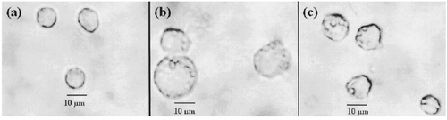 Figure 1. Morphological changes of J774A.1 macrophage cells after the engulfment of PFC emulsions manufactured by (b) EYP and (c) RF-PEG 8000, respectively. The cells shown in (a) were the normal cells without the treatment of PFC emulsions. Compared with EYP-mediated PFC emulsions, the degree of phagocytosis was ameliorated to a large extent for RF-PEG 8000 mediated ones. Photomicrographs were taken after 9-h incubation (Magnification × 100).