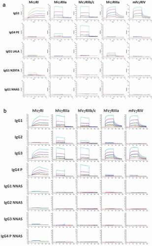 Figure 2. Comparison of FcγR binding of mAb2 wild-type, NNAS and other Fc mutants. (a) The interactions of wild-type IgG1, IgG4 PE, IgG1 LALA, IgG1 N297A, and IgG1 NNAS with human and mouse FcγRs were investigated using SPR. The sensorgrams show the binding profiles of IgG antibodies at various concentrations to different FcγRs. (b) The sensorgrams reveal the interactions of different subclasses of wild-type and NNAS mutants with human and mouse FcγRs. FcγRIIa (R131) and FcγRIIIa (V158) allotypes were used in the characterization.