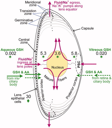 Figure 1. Cutaway diagram of the human eye lens showing the location of PSCs relative to the nucleus and cortex. The diagram also shows active (solid green arrows) or passive (dashed green arrows) transport across the humors and into the lens of glutathione (GSH) and amino acids (AA). Antioxidant GSH levels (mmol L−1 or mM) are indicated by green stars for human data (Pau et al. Citation1990; Whitson et al. Citation2016) and by a green diamond for rabbit data (estimated as 6 × 5 mmol L−1) (Giblin et al. Citation1976). The purple arrows show the preferential influx of Na+ ions (and water) at the lens poles, driven by LEC Na+/K+-ATPase pumps at the lens equator, based on the lens fluid circulation model (Mathias et al. Citation1997). The polar position of active GSH transport is purely illustrative as mostly occurs in equational and pre-equatorial regions.