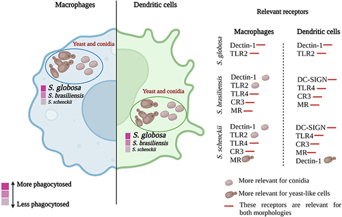 Figure 10 Phagocytosis and receptors involved in the immune recognition of different species of the Sporothrix pathogenic clade. Macrophages and dendritic cells can phagocytose yeast-like cells and conidia of S. schenckii, S. brasiliensis, and S. globosa. S. globosa is the species most phagocytosed by both types of cells, followed by S. brasiliensis and, finally, S. schenckii. The receptors involved in such recognition vary between species and morphologies. S. globosa is recognized by dectin-1 and TLR2 receptors, while S. brasiliensis and S. schenckii are recognized by dectin-1, TLR2, TLR4, CR3, DC-SIGN, and MR.