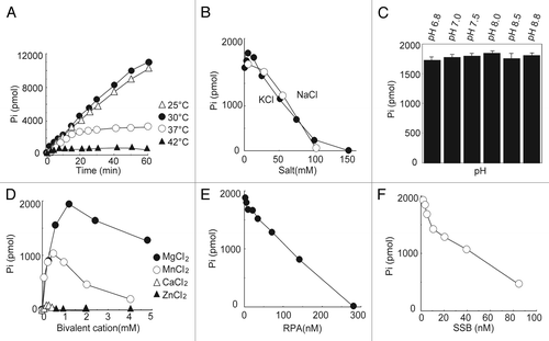 Figure 2. Determination of the biochemical properties of the ATPase activity of human PIF1. (A) Effect of temperature on the stimulation of PIF1 ATPase activity. ATPase activities were assayed under standard reaction conditions using M13 mp18 ssDNA (3.8 μM in nucleotides) and PIF1 (9.0 nM) at 25 °C, 30 °C, 37 °C, and 42 °C for the indicated times. (B) Effects of salt on the stimulation of PIF1 ATPase activity. Assays were conducted under standard reaction conditions using M13 mp18 ssDNA (3.8 μM in nucleotides), PIF1 (9.0 nM) and increasing concentrations of NaCl or KCl at 30 °C for 10 min. (C) Effects of pH on the stimulation of PIF1 ATPase activity. Assays were conducted under standard reaction conditions using M13 mp18 ssDNA (3.8 μM in nucleotides) and PIF1 (9.0 nM) at different pH values and 30 °C for 10 min. The data represent the means ± SD from 3 independent experiments. (D) Effects of divalent ions on the stimulation of PIF1 ATPase activity. Assays were measured under standard reaction conditions using M13 mp18 ssDNA (3.8 μM in nucleotides), PIF1 (9.0 nM) and different divalent ions at 30 °C for 10 min. (E) Effects of RPA on the stimulation of PIF1 ATPase activity. M13 mp18 ssDNA (3.8 μM in nucleotides) was incubated with an increasing concentration of RPA on ice for 10 min under standard reaction conditions. PIF1 (9.0 nM) was introduced at 30 °C for 10 min. (F) Effects of SSB on the stimulation of PIF1 ATPase activity. M13 mp18 ssDNA (3.8 μM in nucleotides) was incubated with an increasing concentration of SSB on ice for 10 min under standard reaction conditions. PIF1 (9.0 nM) was then introduced and incubation continued at 30 °C for 10 min. The data represent 3 independent experiments, and the errors were less than 10%.