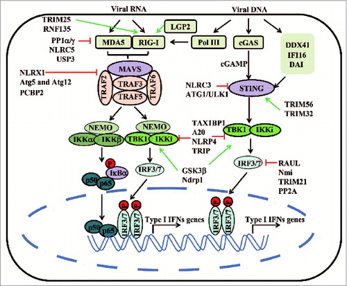 Figure 3. A schematic representation of cytosolic RNA and DNA-induced type I IFN signaling pathway and its regulators. RIG-I and MDA5 recognize different groups of viral RNAs and initiate signaling cascades that begin with prion-like polymerization of MAVS. MAVS recruits and activates TRAF2, TRAF3, TRAF5, and TRAF6. Polyubiquitin chains on these ligases are sensed by NEMO through its ubiquitin-binding domains, in turn, recruiting IKK and TBK1 complexes to phosphorylate IκBα and IRF3, respectively. LGP2 may function as a regulator to modulate the activity of RIG-I and MDA5. Viral DNA could activate cGAS and other DNA sensors, which are all proposed to transduce signals to the ER-localized adaptor protein STING. STING triggers TBK1‑dependent type I IFN response. RNA polymerase III transcribes the DNA into 5'ppp-RNA, which triggers the RIG-I pathway. Most of the key molecules involved in the RNA- and DNA-sensing pathways can be targeted by E3 ligases, deubiquitinases or regulatory NLRs, which negatively (red blunt arrow) or positively (green arrow) regulate type I IFN responses.