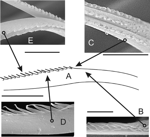 Figure 3. Geniculate chaeta (N. cirrosa). A, sketch of median portion by LM; B,C, small scattered spines transitioning into single lateral row of large spines; D,E, middle part of geniculate chaeta. Scale bars: all 10 μm. A drawn using LM, others SEM.