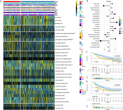 Figure 4 Different immune landscapes of the two clusters in TCGA-LIHC cohort. (A) Associations of cluster, clinical characteristics and TIME. (B) Associations between ssGSEA scores and immune infiltration calculated by CIBERSORT algorithm. (C and D) Patients with high ssGSEA score suffered significantly worse prognosis than those with low ssGSEA score. (C) OS. (D) DFS. * P < 0.05, ** P < 0.01, *** P < 0.001.