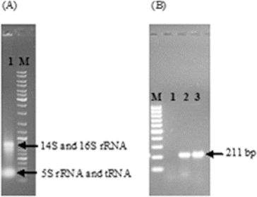 Figure 4. Total RNA isolation from R. sphaeroides transformed with pALA3 (A). Expression analysis of glutamyl-tRNA reductase gene by RT-PCR (B); Lane 1: RT− (without reverse transcriptase); Lane 2: RT+ (with reverse transcriptase); and Lane 3: positive control (with pALA3). DNA ladder (100 bp) was loaded (M).