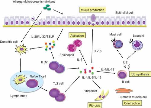 Figure 1. Type 2 inflammation in CRS. Cells and mediators involved in type 2 inflammation in CRS are depicted. The results of type 2 inflammation (mucin production, eosinophil activation, fibrosis, contraction of smooth muscle cells, and IgE synthesis) are also depicted.