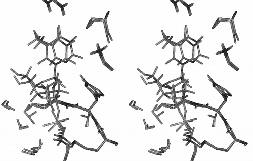 Figure 10 Stereo pair showing, overlaid, the two alternative TP substrates/partial-active-sites. Residues can be identified by reference to Figure 1a.