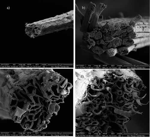 Figure 4. SEM images of a) pineapple b) hemp c) agave d) sisal and e) PET fiber cross-section with accelerating voltage of 13–15 kV at a magnification of 1000 × .